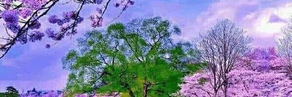 doolie405's profile banner image