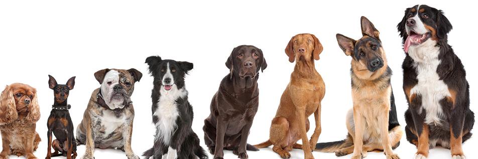 OneBigBark's profile banner image