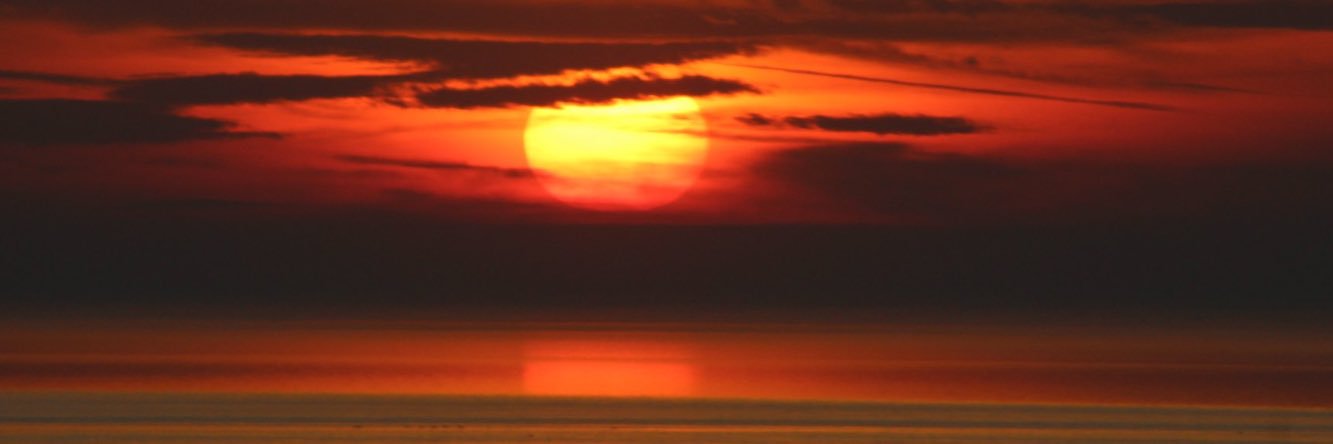 primrosemorris's profile banner image