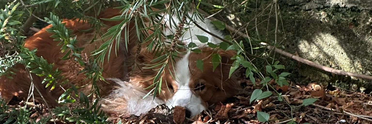 ArchangeLDG 🇵🇸 banner