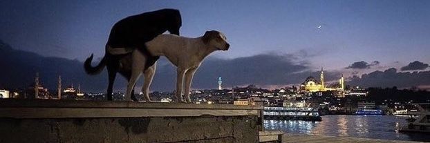 gbrmorais's profile banner image