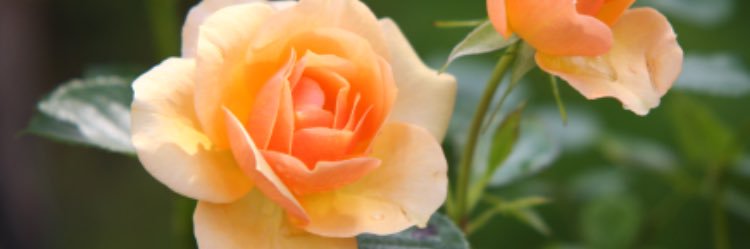 sharethaa's profile banner image