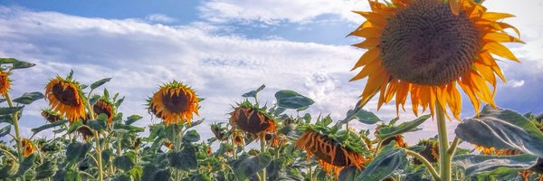 PermaConfused Profile Banner