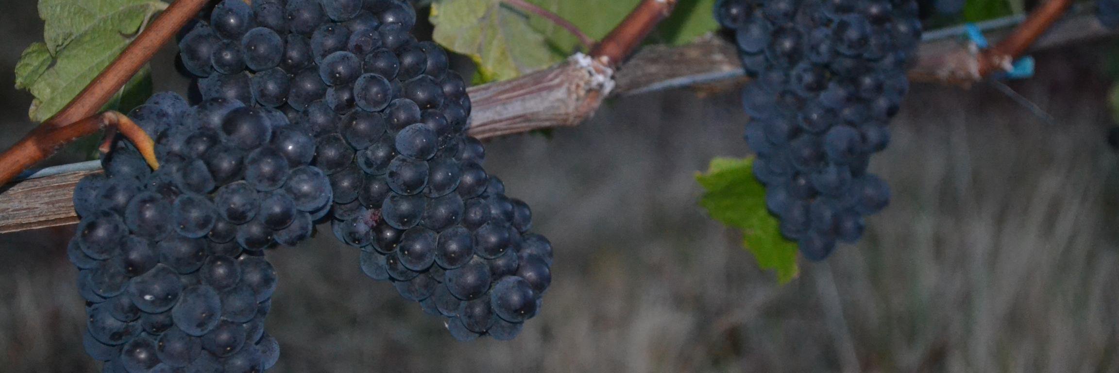 pottersvineyard's profile banner image