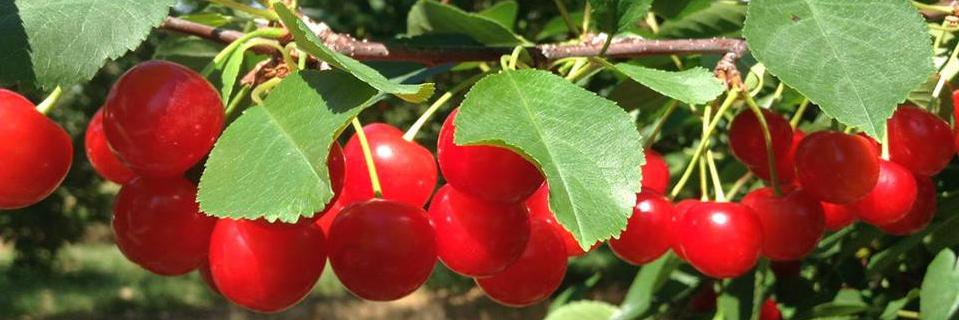 NationalCherryQ's profile banner image