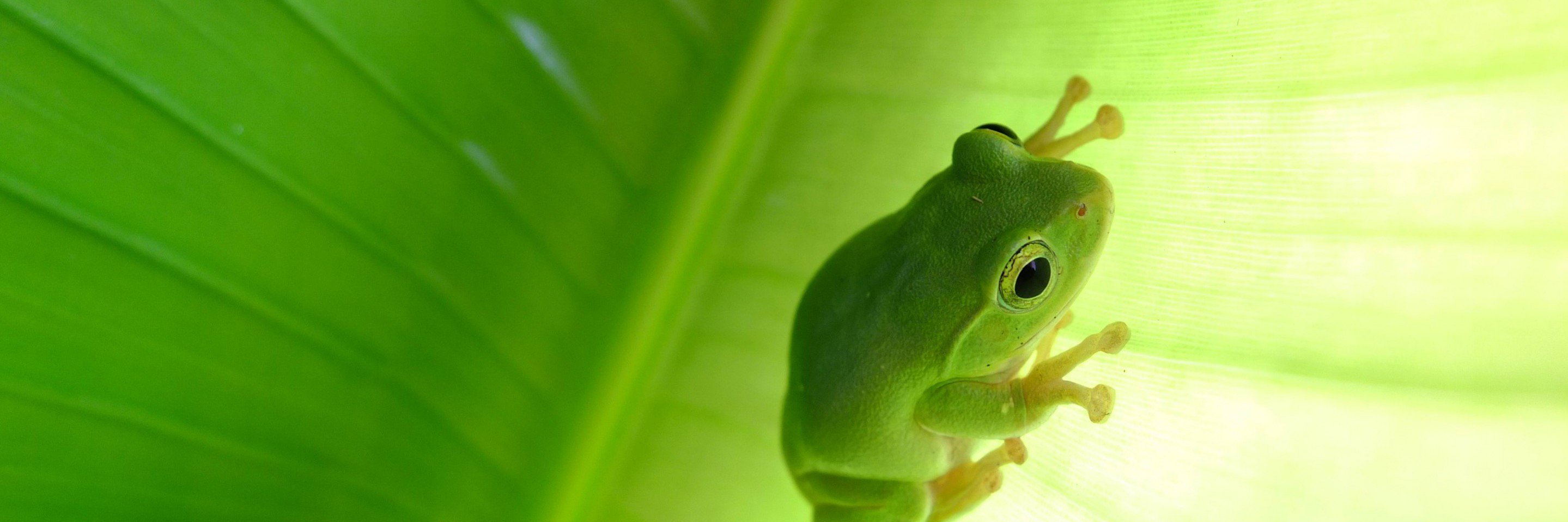FROG Tips banner