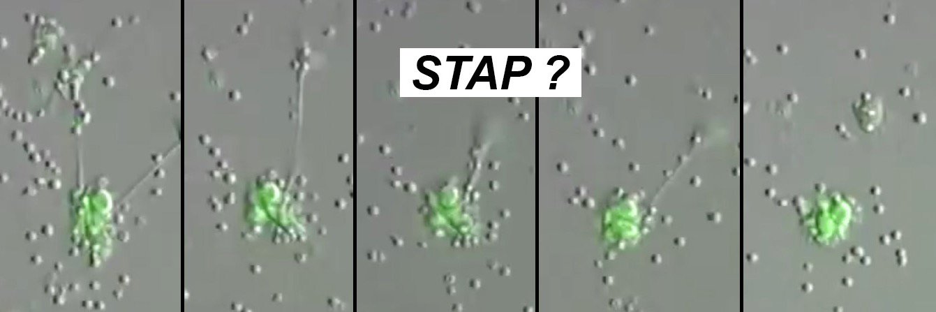STAP_exists's profile banner image