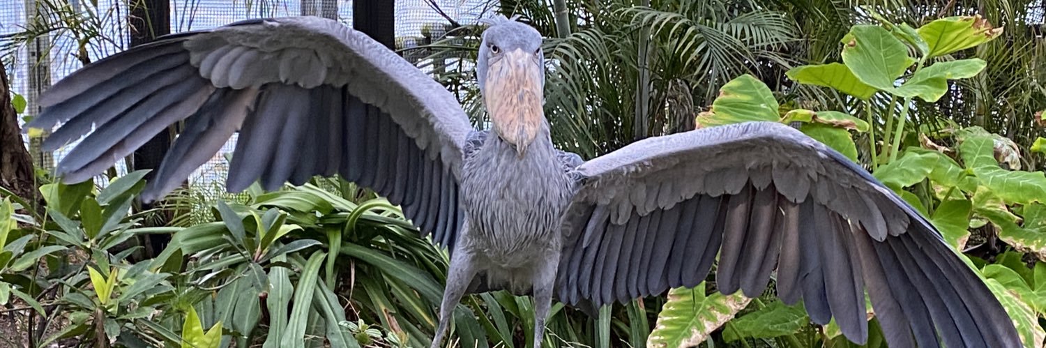 Shoebill84's profile banner image
