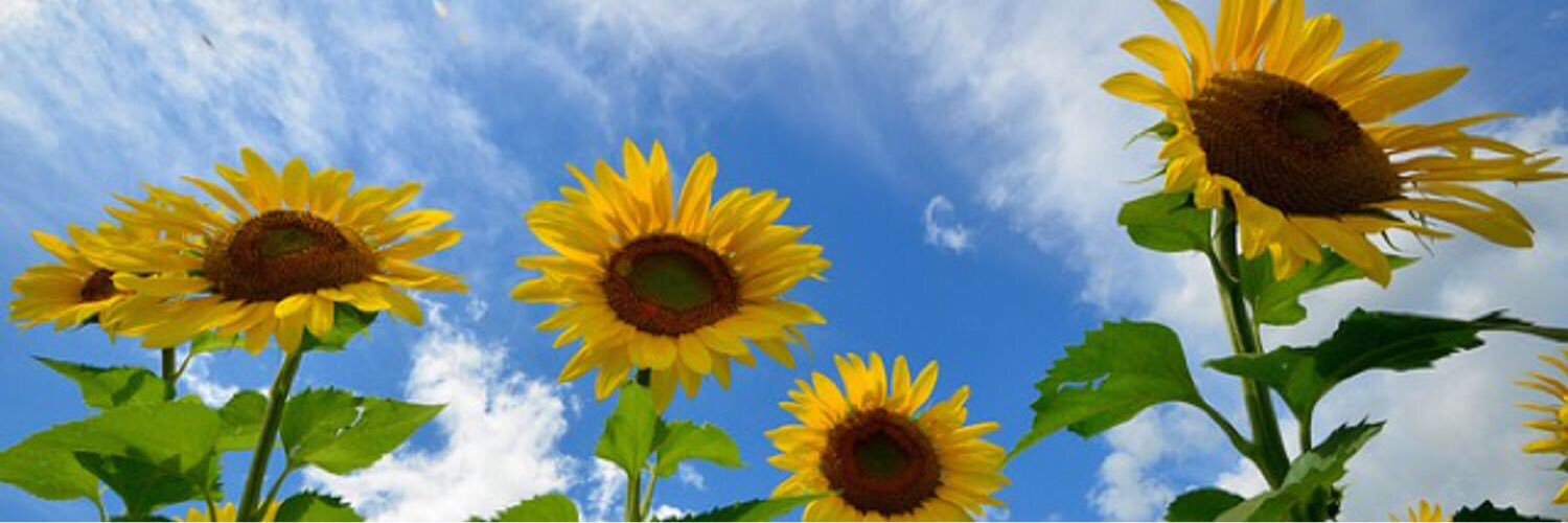hphp_100's profile banner image