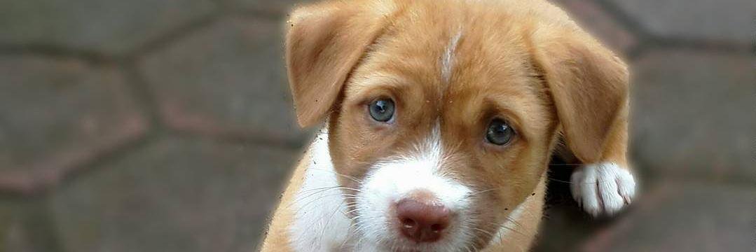 Awdogs's profile banner image
