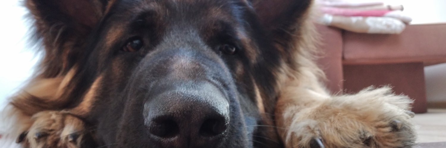 DylewskaAneta's profile banner image
