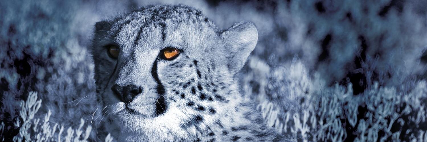 SA-Venues.com banner