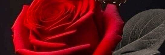 Manisali_Senol's profile banner image