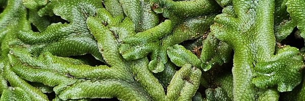 bitxoptera Profile Banner