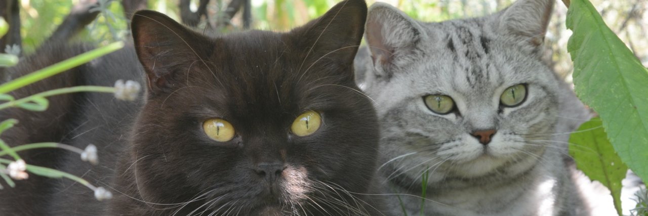 Tomoko Nakamura banner