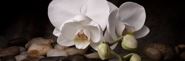 Natali251212 Profile Banner