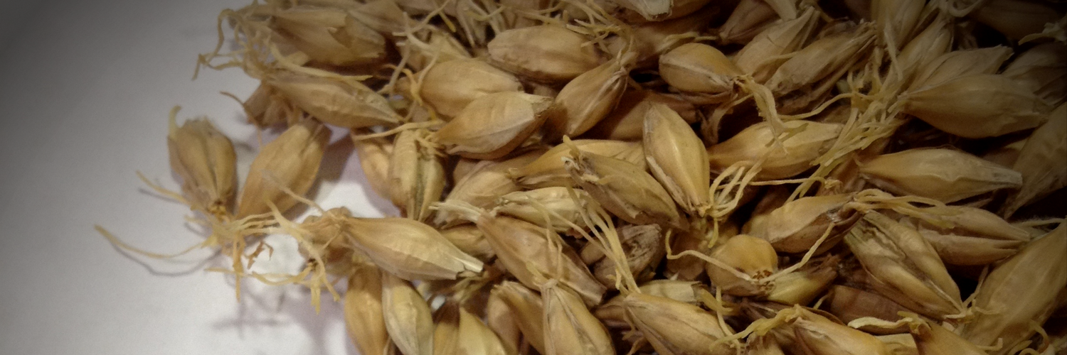 BlueOxMalt's profile banner image