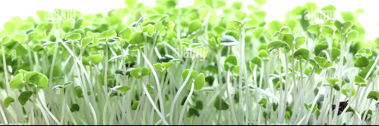 Vít Keltner 🌱 banner