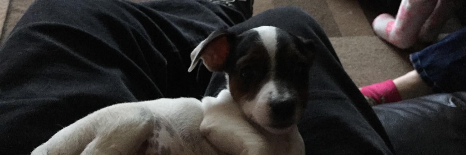 ashpepe's profile banner image