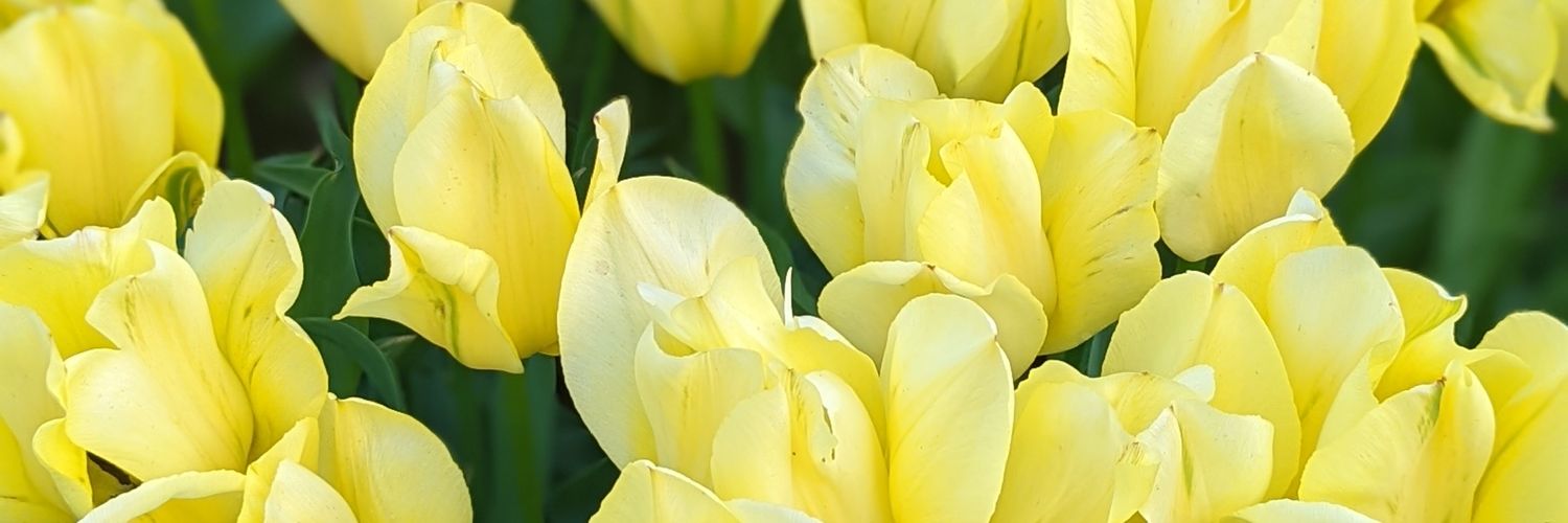 biswaroop todi banner