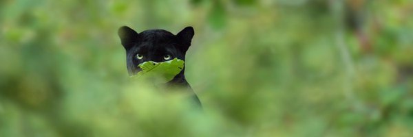 shaazjung Profile Banner