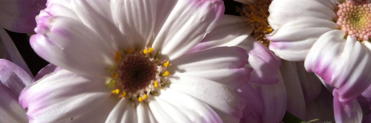 claracastillo78's profile banner image