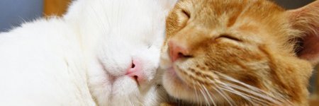 sasuelaa's profile banner image