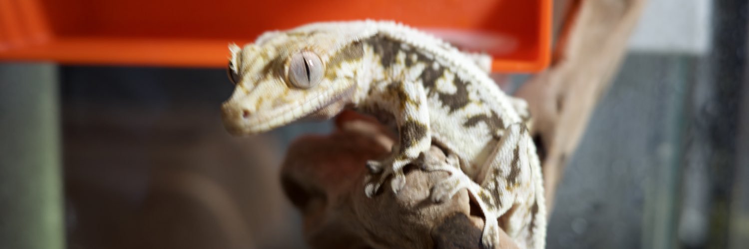 chickenfrog244's profile banner image