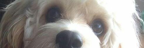 OzzyTheDug's profile banner image