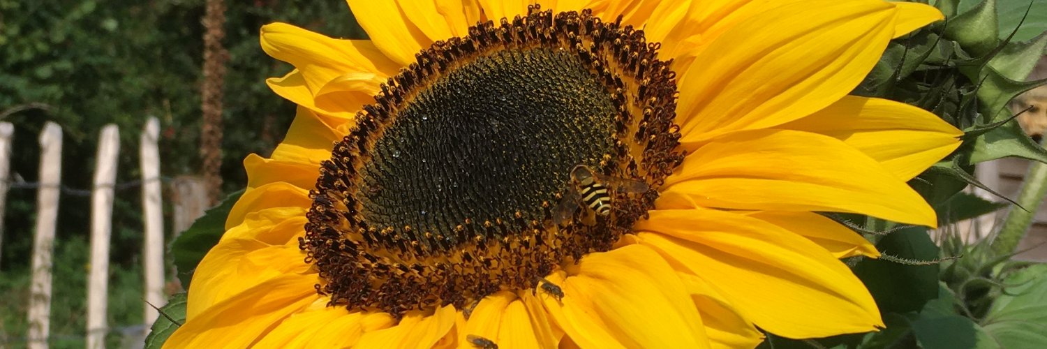 Jason Griffiths banner