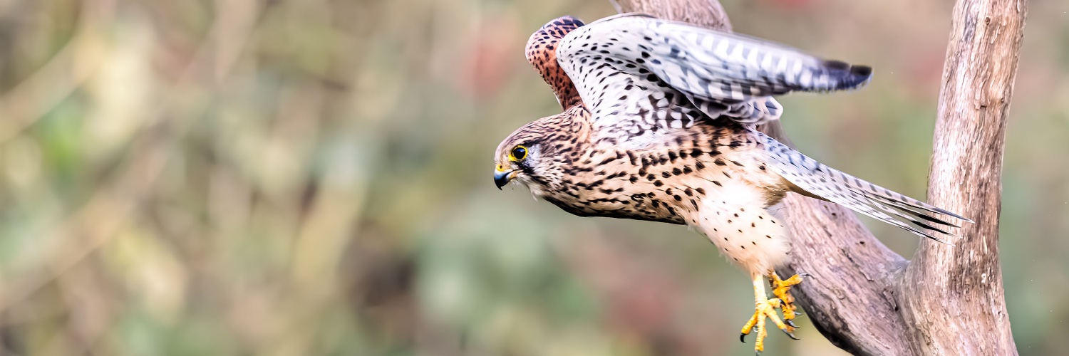 jpwatsonphoto's profile banner image