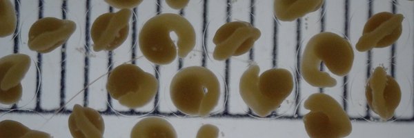 FloraRendell Profile Banner