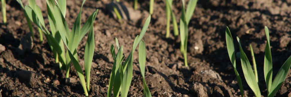 Capsella project banner