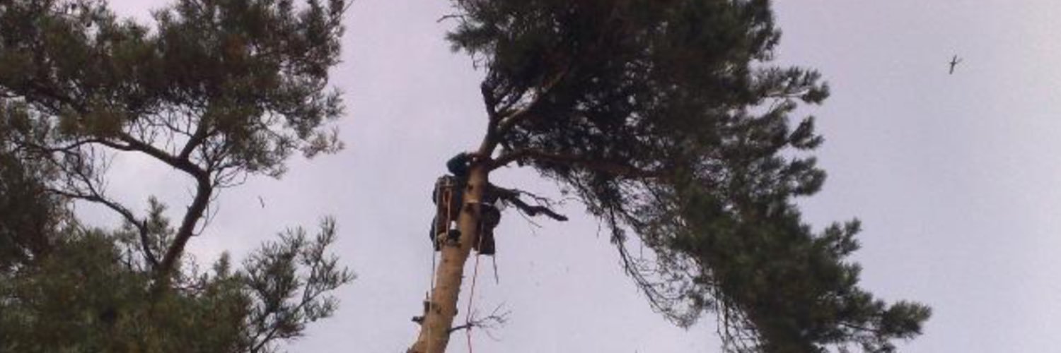 tree_access's profile banner image