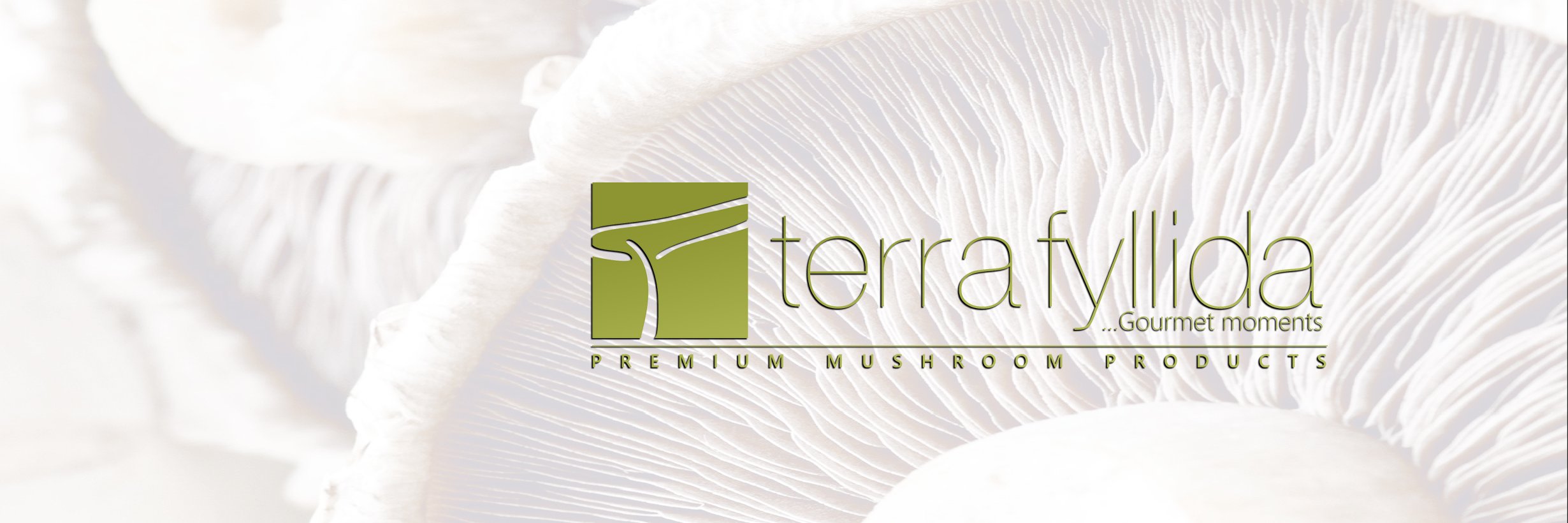 TerraFyllida's profile banner image