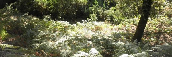 jalmellones Profile Banner