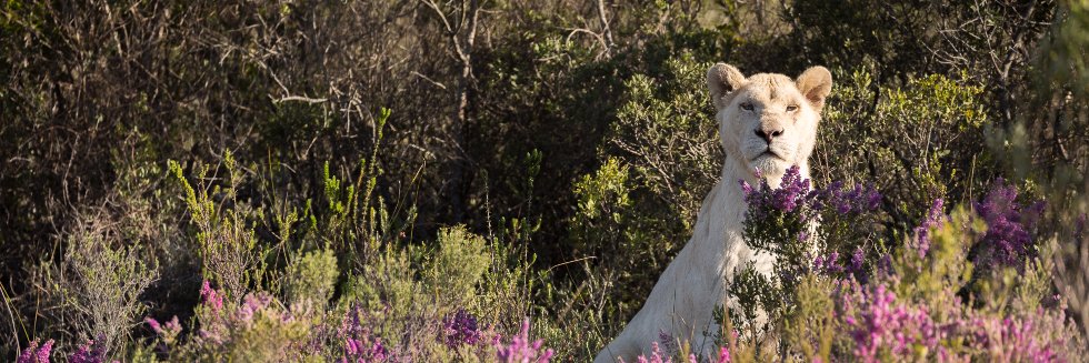pumbarangers's profile banner image