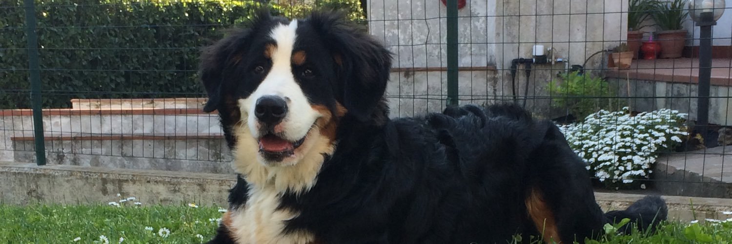PBellomi's profile banner image