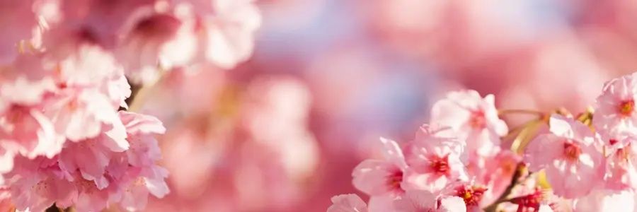 FabiNoubleau's profile banner image