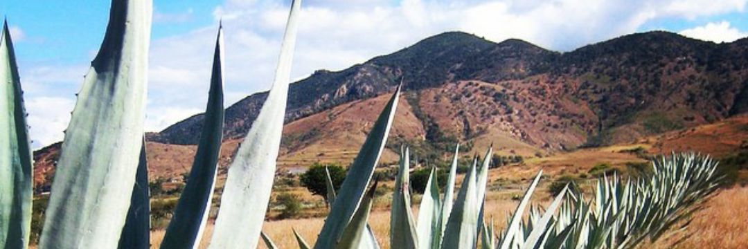 makingmezcal's profile banner image