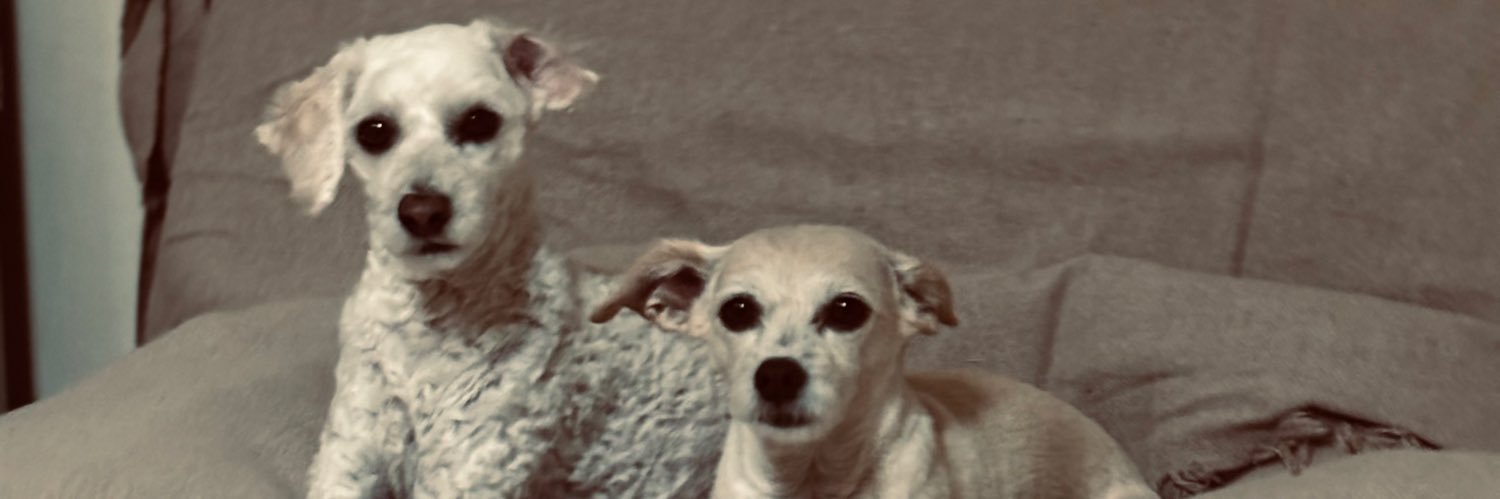 Yanina banner