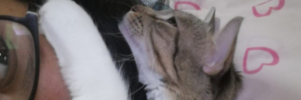 verdfernanda's profile banner image