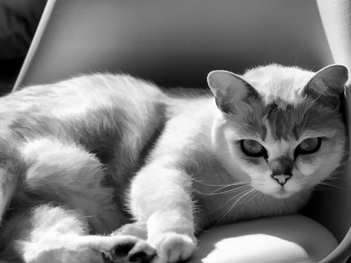 thecatberg's profile banner image