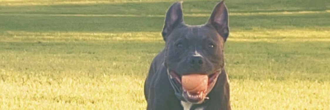 Teady0's profile banner image