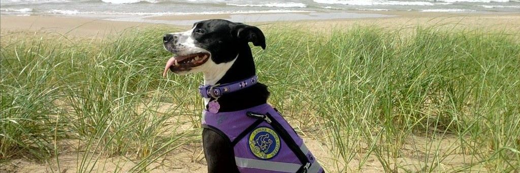 MyDogsKeeperNC's profile banner image