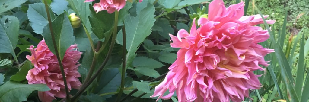lowantha_r's profile banner image