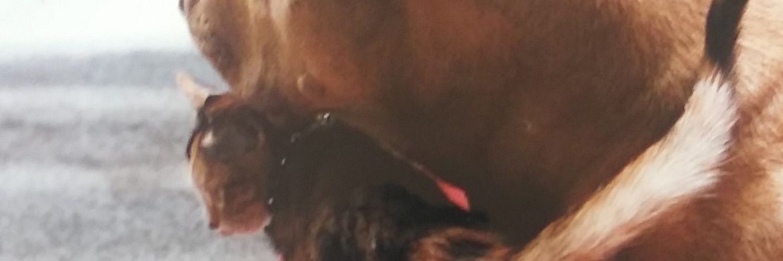 GotNutted's profile banner image