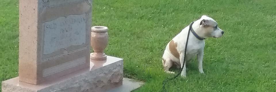 MrPetHelper's profile banner image