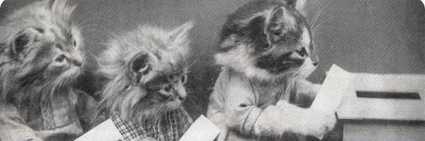 CatCDNPoli's profile banner image
