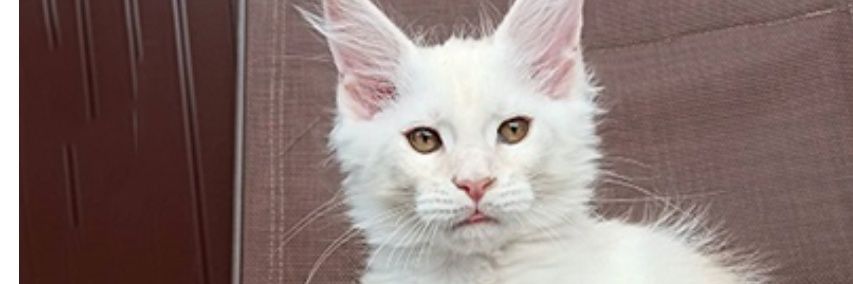 TenzaOh's profile banner image